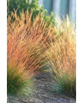 Вівсяниця блакитна (сиза) ‘Блуред’|Festuca glauca ‘Blue red’|Овсяница голубая (сиза) ‘Блуред’